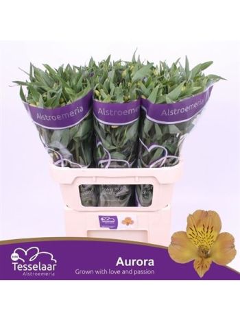 ALSTR AURORA