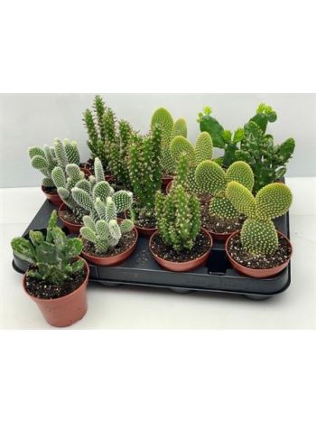 OPUNTIA MIX