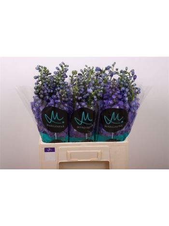 DELPH EL GUARD BLUE 60CM