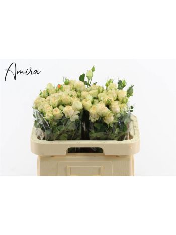 R TR SUMMERROSE 60CM