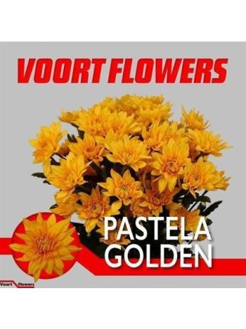 CHR T PASTELA GOLDEN