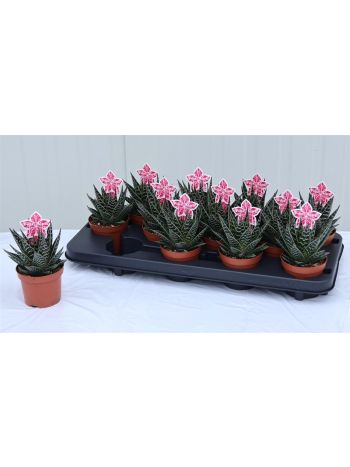 ALOE TIKI TAHI