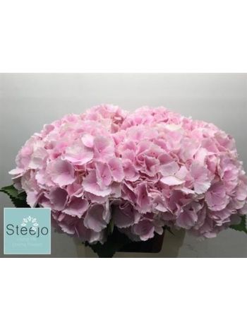 HYDR M VERENA 60CM
