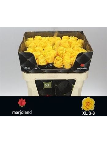 R GR PALMARES! 70CM *50