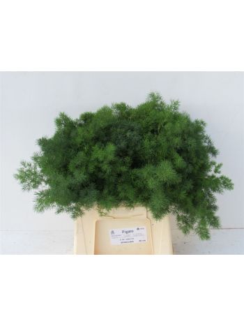 ASP UMBELLATUS 40CM
