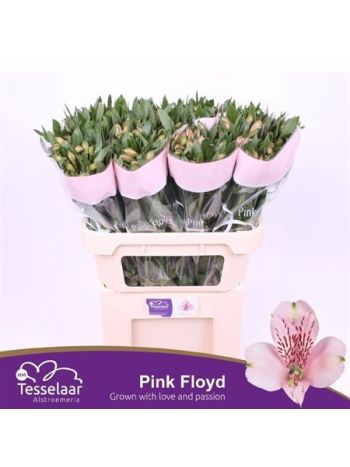ALSTR PINK FLOYD
