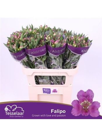 ALSTR FALIPO
