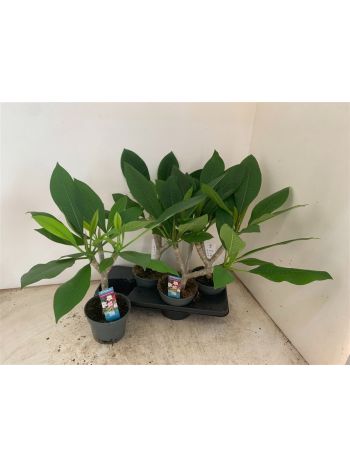 PLUMERIA HAW GEM