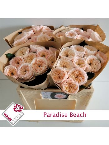 R GR5  SZ! PARADISE BEACH