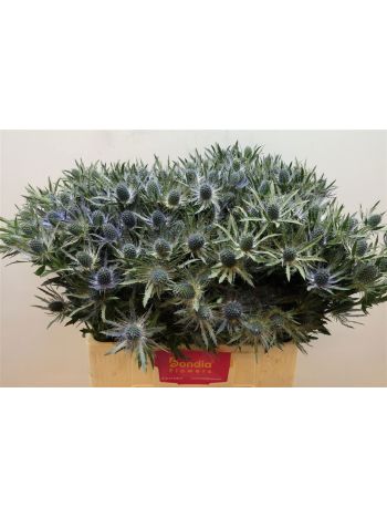 ERYN MAG BLUE LAGOON 60CM