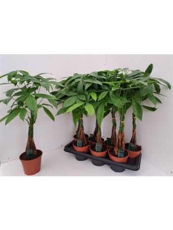 PACHIRA AQUATICA