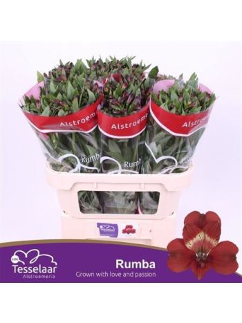 ALSTR RUMBA