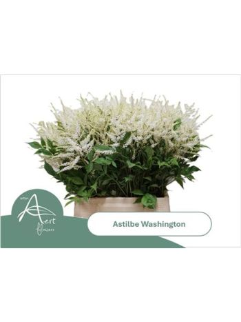 ASTIL JA WHASINGTHON