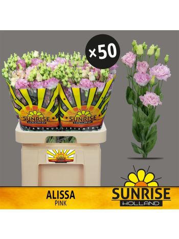 EUS G ALISSA PINK *50