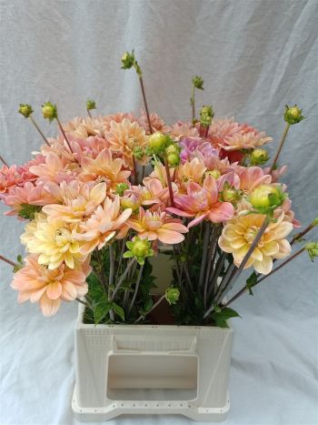 DAHL OV - LIGHT PINK