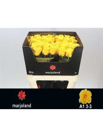 R GR PALMARES! 80CM