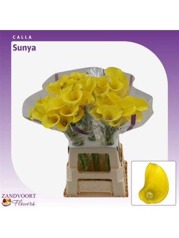 ZANT SUNYA 70CM