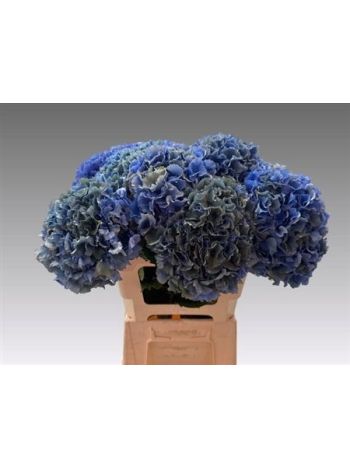 HYDR M ROYAL PARADE 60CM