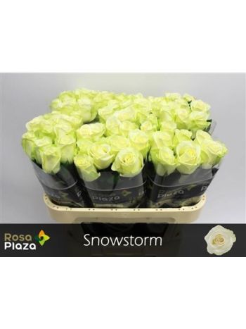 R GR SNOWSTORM 70CM