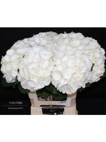 HYDR M WHITE VERENA 60CM