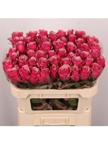 R GR MAJESTIC ATHENA 70CM