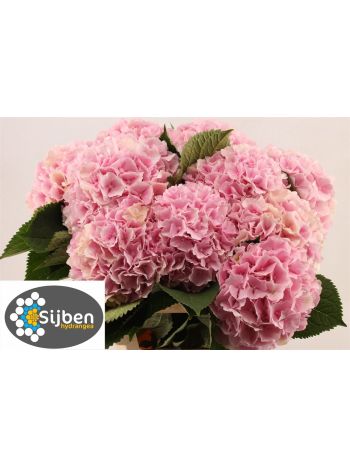 HYDR M VERENA 65CM
