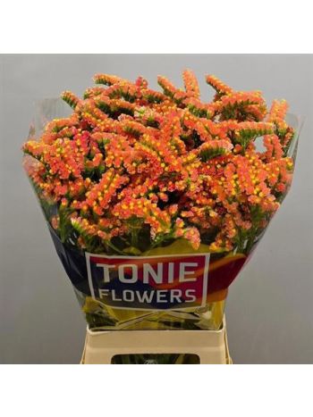 LIM S ROYAL ORANGE 80CM