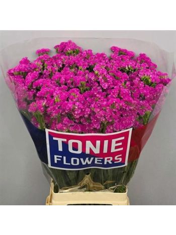 LIM S SIN ETERN PINK 70CM