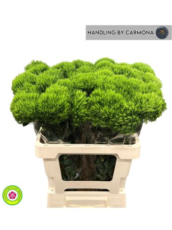 DI BARB KIWI MELLOW 60CM