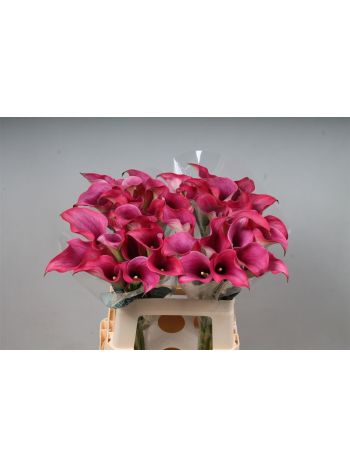 ZANT CAPT PROMISE 60CM