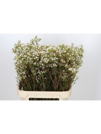 CHAME MAYA 80CM