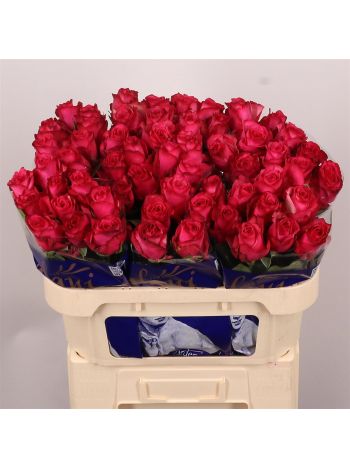 R GR LOLA 70CM