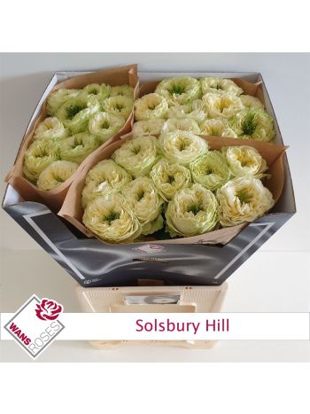R GR SOLSBURY HILL 70CM
