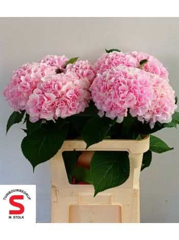 HYDR M VERENA 80CM