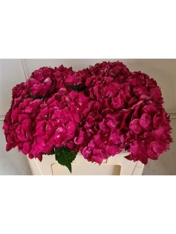 HYDR M MON AMOUR 50CM