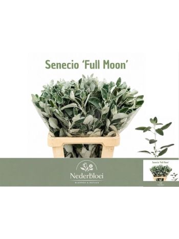 SENECIO 'FULL MOON'