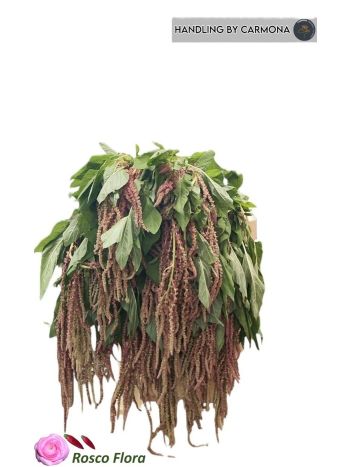 AMAR CA RED CORD