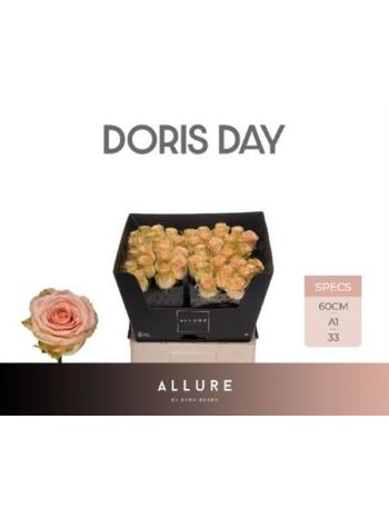 R GR DORIS DAY 60CM