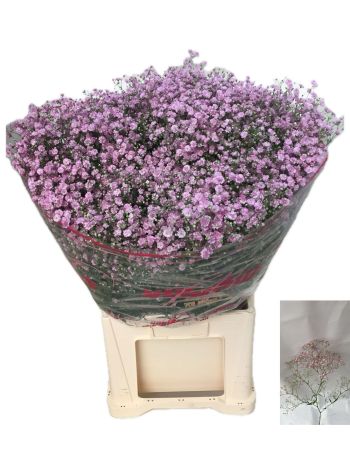 GYPS PA MY PINK 75CM