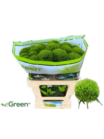 DI BARB KIWI MELLOW 60CM