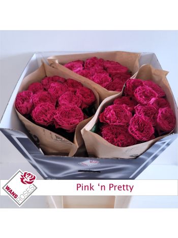 R GR PINK N PRETTY 70CM
