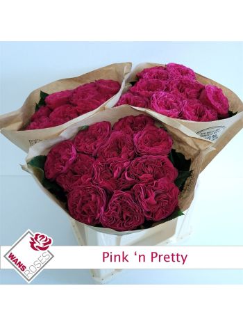 R GR4  PINK N PRETTY