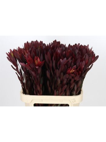 LEUCAD SAF SUNSET 80CM