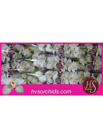 CYMB T *9 CASCADE - WHITE