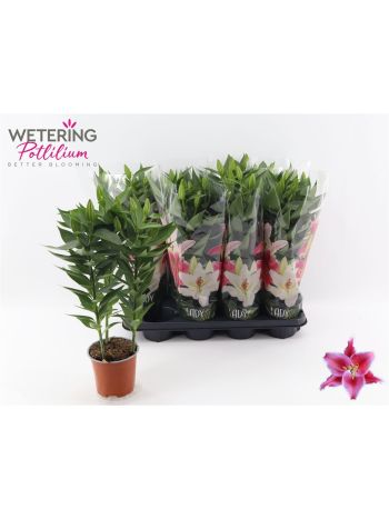 LIL OR AFTER EIGHT