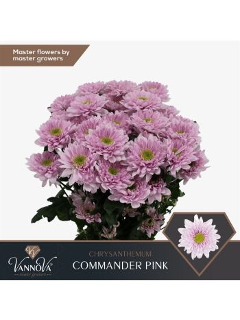 CHR T  SZ! COMMANDER PINK