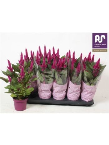 CELOS DEEP PURPLE