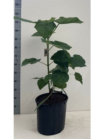PAULOWNIA TOMENTOSA