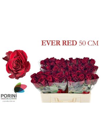 R GR5  R. EVER RED *60
