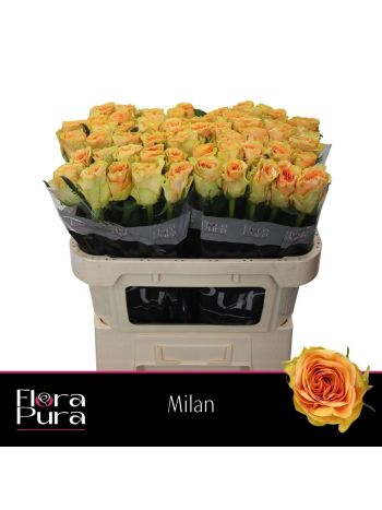 R GR MILAN 70CM